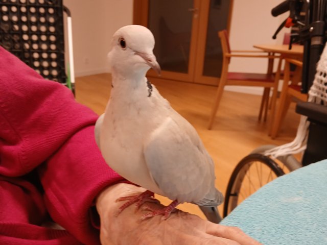Ancara