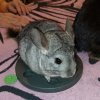 Gnafron
