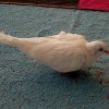 Tika
